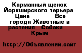 Карманный щенок Йоркширского терьера › Цена ­ 30 000 - Все города Животные и растения » Собаки   . Крым